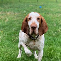 Bracco Italianos from Patriot Point
