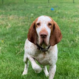 Bracco Italianos from Patriot Point