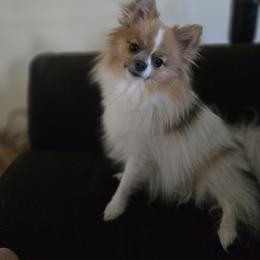 Pomeranian Puppies from Mary's Pomeranians