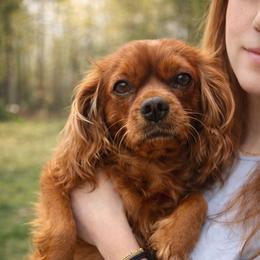 Peaches - Cavalier King Charles Spaniel