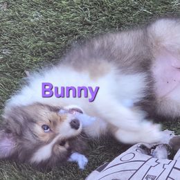 Bunny - Sable & white female Toy Shetland Sheepdog puppy in Houston, Texas from LaLa's Lilliputian Lassies