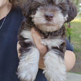 Goldendoodle, Old English Sheepdog, Poodle, Schnoodle, and Sheepadoodle Puppies from For the LOVE of Poodles and Doodles