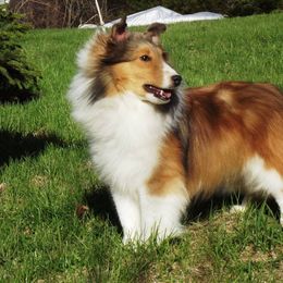 Bulldog, Miniature Pinscher, and Shetland Sheepdog Puppies from Smooch-A-Bulls English Bulldogs & M&M Shelties & Min Pin's