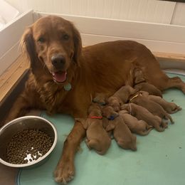 Boy 3 - male Golden Retriever puppy in Portland, Oregon from Joyfully Golden