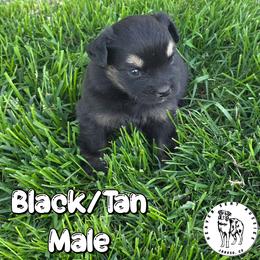 Zack - Black tri male Miniature Australian Shepherd puppy in Jaroso, Colorado from Heaven Sent Aussies