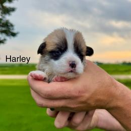 Male 3 - Red male Pembroke Welsh Corgi puppy in Waverly, Iowa from Kindred Corgis