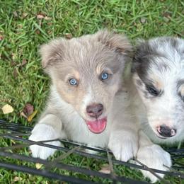 Firefly - Dilute red female Australian Shepherd puppy in Canton, Mississippi from Haven Farms Australian Shepherds