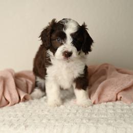 Apple Pie - Brown and white female Aussiedoodle puppy in Lincoln, California from Frenchie LOVE and Doodles