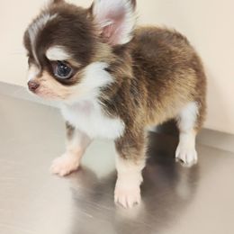 Lincoln - Chocolate sabled fawn male Chihuahua puppy in Wayland, Michigan from MI Chi