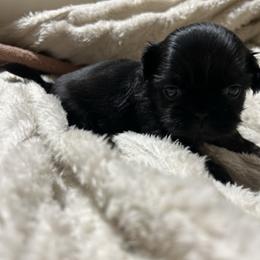 Holly - Black female Shih Tzu puppy in Trinity, North Carolina from Trinity Shih Tzu