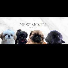 Vera - Black and tan female Shih Tzu puppy in Galveston, Texas from 🌗 New Moon Shih Tzu 🌗