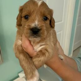 Blu - Parti male Goldendoodle puppy in Port Saint Lucie, Florida from Coastal Crown Doodles