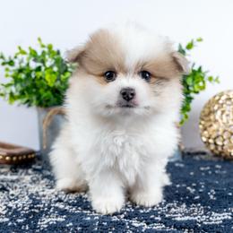 Bruce - Orange parti male Pomeranian puppy in Erda, Utah from Danyells Designer Poms