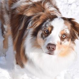 Rosie - Australian Shepherd