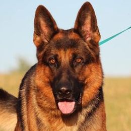 German Shepherds and Golden Retrievers from Kallhart Shepards and retrievers