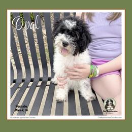 Opal-Special Offer see description - Tri-color female Bernedoodle puppy in Branchland, West Virginia from Our Appalachian Doodles