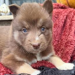 Snookie - Red and white female Siberian Husky puppy in Ravena, New York from Osiris’s Siberians & Pomskies
