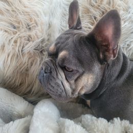 Knox - French Bulldog