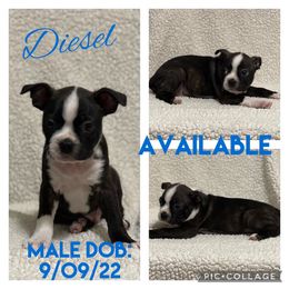 Boston Terrier Puppies from Daddy Daughter’s Boston Terrier’s