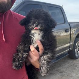 Finn - Black and white male Aussiedoodle puppy in Hopkins, Missouri from Mowry Creek Mini Aussiedoodles and More