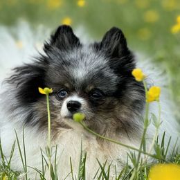 Flower - Pomeranian