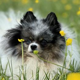 Flower - Pomeranian