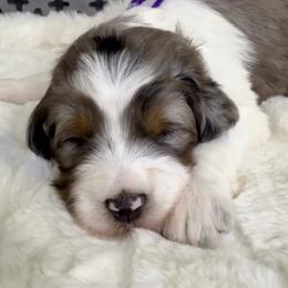 Bernedoodle, Bernese Mountain Dog, and Poodle Puppies from Bubbling Springs Doodles, LLC