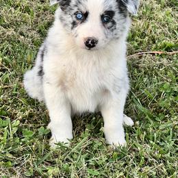Border Collie and Miniature Australian Shepherd Puppies from Ross Vegas Kennels