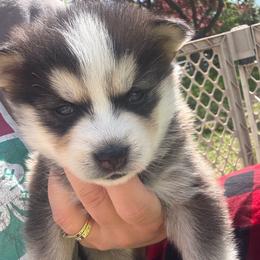 Jeep - Black and white male Pomsky puppy in Greenfield, Minnesota from SRF Pomskies