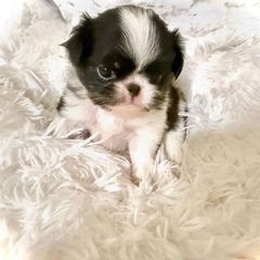 Mia - Black tan and white female Japanese Chin puppy in Davisville, Missouri from Uniquely Yours, Shelly’s Japanese Chins