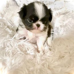 Mia - Black tan and white female Japanese Chin puppy in Davisville, Missouri from Uniquely Yours, Shelly’s Japanese Chins