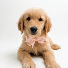 Sally - Dark golden female Golden Retriever puppy in Chicago, Illinois from Urbane Retrievers