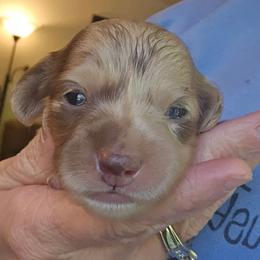 Pearl - Dapple female Dachshund puppy in Eldon, Missouri from Pure Joy Dachshunds