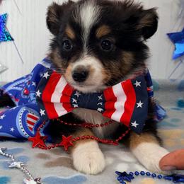 Boy 1 - Black tri male Miniature Australian Shepherd puppy in Arcadia, Indiana from Sunset Cowgirl Mini Aussies