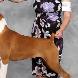 Boxers and Cocker Spaniels from Tribute Kennels