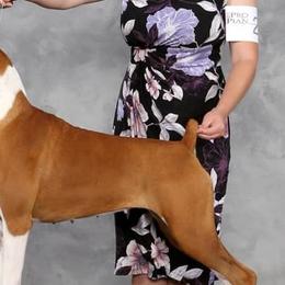 Boxers and Cocker Spaniels from Tribute Kennels
