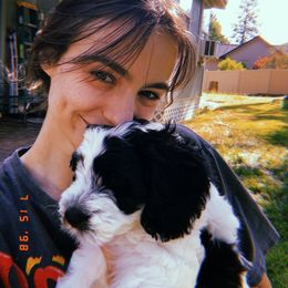 Sheepadoodle Puppies from Downriver Doodles