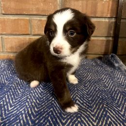 Miniature Australian Shepherd Puppies from Magnolia Aussies
