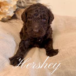 Hershey - Chocolate male Goldendoodle puppy in Livermore, Colorado from Heritage Hills Family Doodles