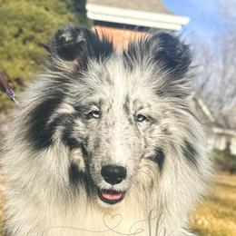 Kira - Shetland Sheepdog