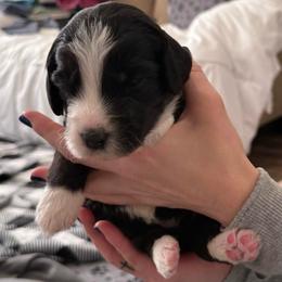 Girl 2 - Black and white female Assorted Doodle Crosses puppy in Sturtevant, Wisconsin from Raising Doodles