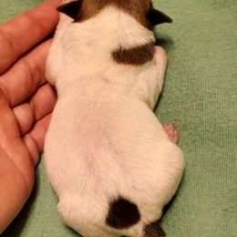 Miniature American Shepherd, Miniature Australian Shepherd, and Rat Terrier Puppies from Rocking 4C