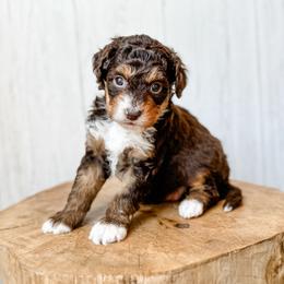 Messa - Red tri-color female Aussiedoodle puppy in Arlington, Washington from Doodle Love Laugh