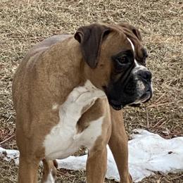 Goldie - Boxer