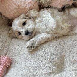Cockapoo and Labrador Retriever Puppies from Kinkade Kennels