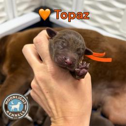 Topaz - Chocolate male Labrador Retriever puppy in Elloree, South Carolina from Moonlight Kennels LLC