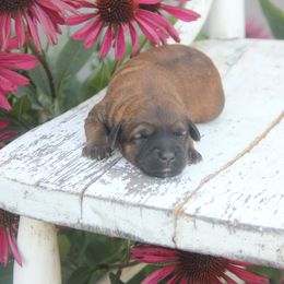 Aurora - Wheaten female Whoodle puppy in West Bend, Iowa from Blue Skies Terriers