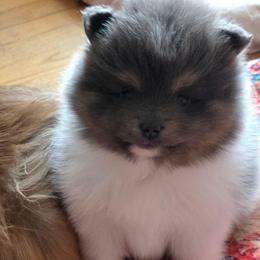 AKC Sapphire Blue tri-color parti - Blue parti female Pomeranian puppy in Gloversville, New York from ADKPOM Adirondack Pomeranians