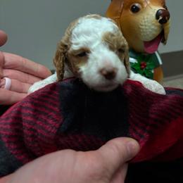 Light blue - Parti female Poodle puppy in Nolensville, Tennessee from White Willow Poodles