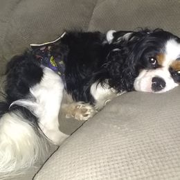 Charlie - Cavalier King Charles Spaniel